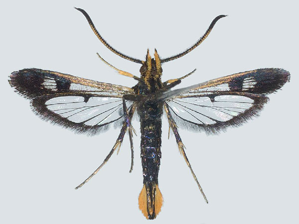 /filer/webapps/moths/media/images/D/darkovi_Jerbeia_HT_COGMb.jpg