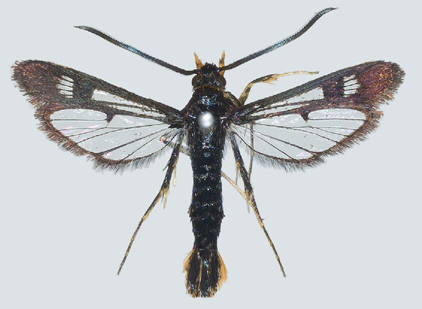 /filer/webapps/moths/media/images/D/darkovi_Jerbeia_PT_COGMa.jpg