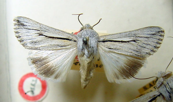 /filer/webapps/moths/media/images/D/dasophrys_Ectochela_HT_BMNH.jpg