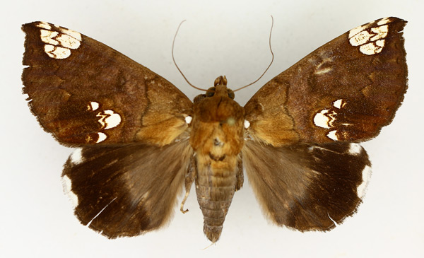 /filer/webapps/moths/media/images/D/dasybasis_Achaea_AM_TMSA_01.jpg