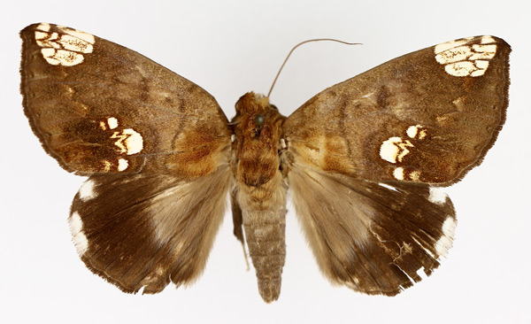 /filer/webapps/moths/media/images/D/dasybasis_Achaea_AM_TMSA_02.jpg