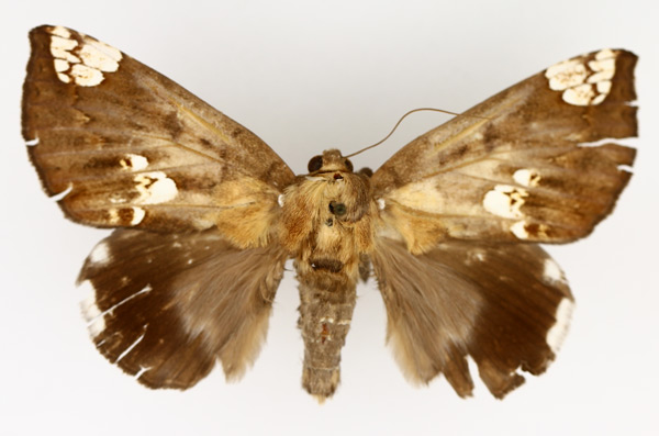 /filer/webapps/moths/media/images/D/dasybasis_Achaea_AM_TMSA_03.jpg
