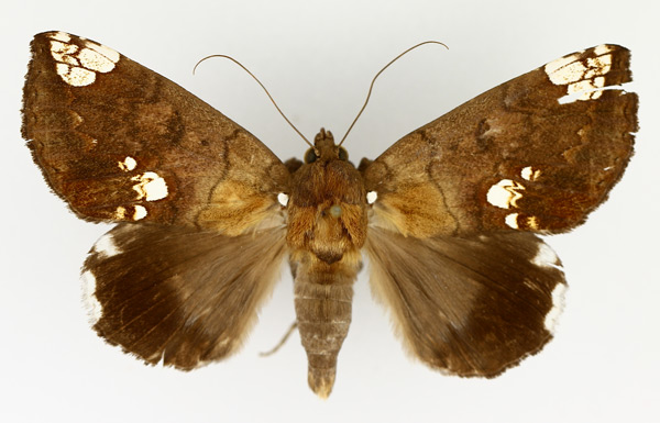 /filer/webapps/moths/media/images/D/dasybasis_Achaea_AM_TMSA_04.jpg