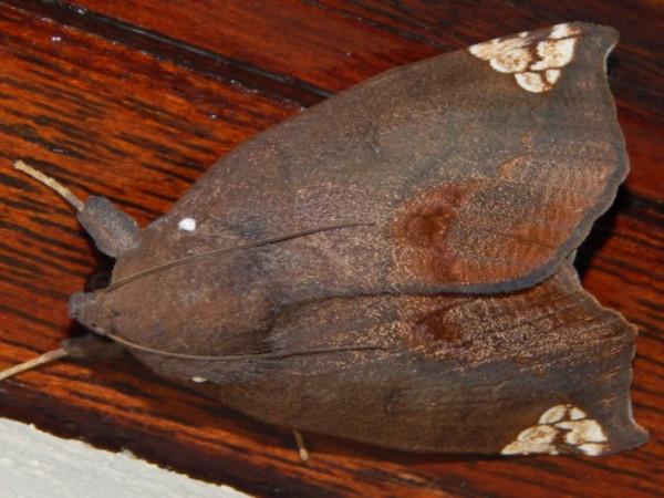 /filer/webapps/moths/media/images/D/dasybasis_Achaea_A_Grobler.jpg