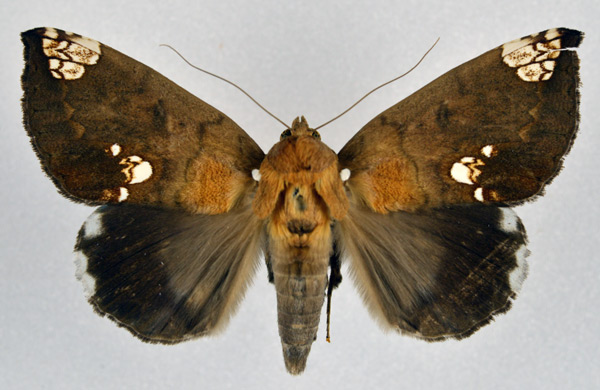 /filer/webapps/moths/media/images/D/dasybasis_Achaea_A_NHMO.jpg