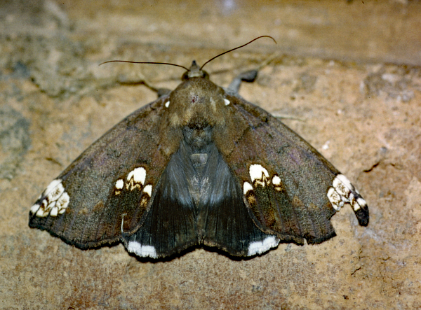 /filer/webapps/moths/media/images/D/dasybasis_Achaea_A_Roland_01.jpg