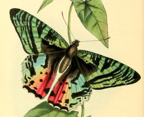 /filer/webapps/moths/media/images/D/dasycephalus_Chrysiridia_HT_Swainson_131.jpg