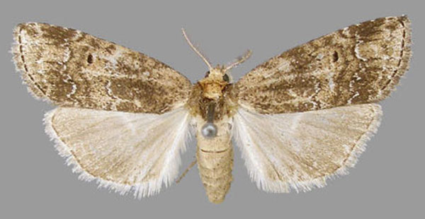 /filer/webapps/moths/media/images/D/dasychira_Phycitimorpha_AF_RMCA.jpg