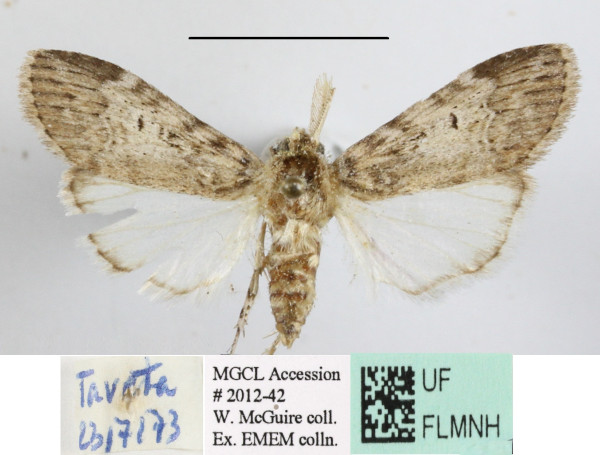 /filer/webapps/moths/media/images/D/dasychira_Phycitimorpha_A_MGCLa_01.JPG