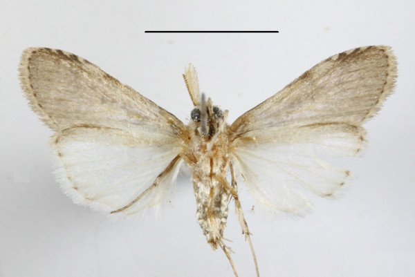 /filer/webapps/moths/media/images/D/dasychira_Phycitimorpha_A_MGCLb_01.JPG