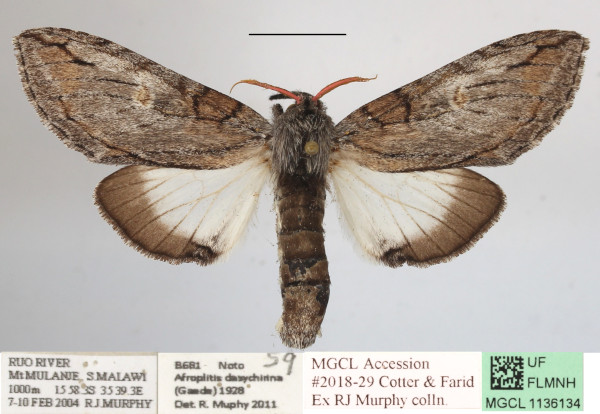 /filer/webapps/moths/media/images/D/dasychirina_Afroplitis_A_MGCLa_01.JPG