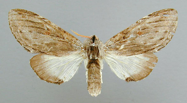/filer/webapps/moths/media/images/D/dasychirina_Afroplitis_A_RMCA.jpg