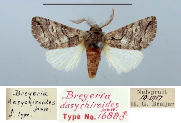 /filer/webapps/moths/media/images/D/dasychiroides_Breyeria_HT_TMSA.jpg