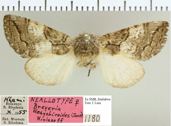 /filer/webapps/moths/media/images/D/dasychiroides_Eubreyeria_NAT_NMB.jpg