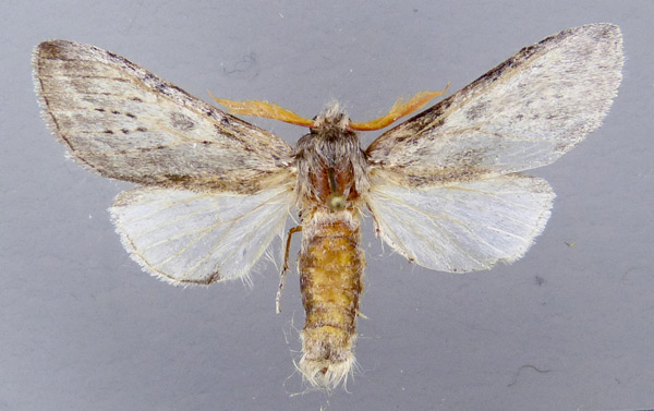 /filer/webapps/moths/media/images/D/dasychiroides_Simesia_AM_MWM.jpg