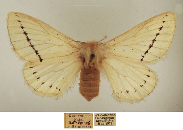 /filer/webapps/moths/media/images/D/dasypoda_Phiala_AF_TMSA.jpg