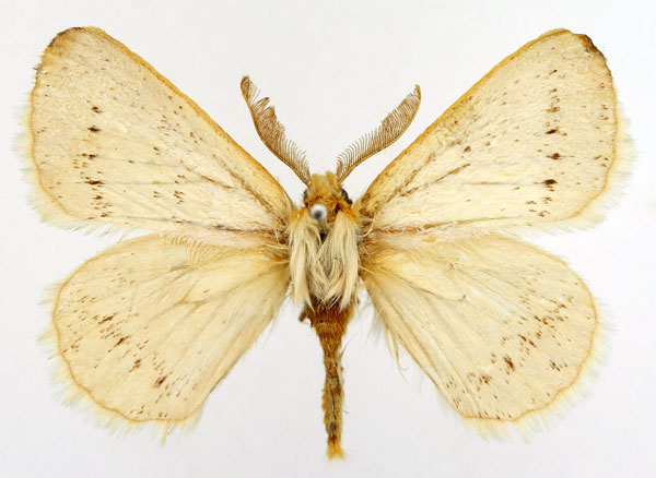 /filer/webapps/moths/media/images/D/dasypoda_Phiala_AM_Basquin.jpg