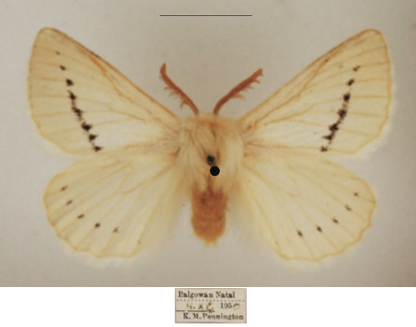 /filer/webapps/moths/media/images/D/dasypoda_Phiala_AM_TMSA_01.jpg