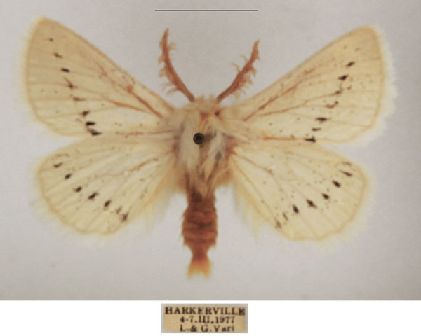 /filer/webapps/moths/media/images/D/dasypoda_Phiala_AM_TMSA_02.jpg