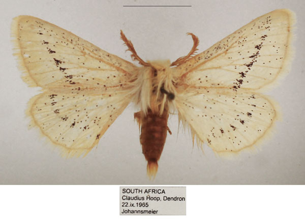 /filer/webapps/moths/media/images/D/dasypoda_Phiala_AM_TMSA_03.jpg