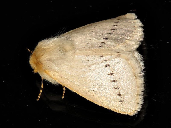 /filer/webapps/moths/media/images/D/dasypoda_Phiala_A_Braun.jpg