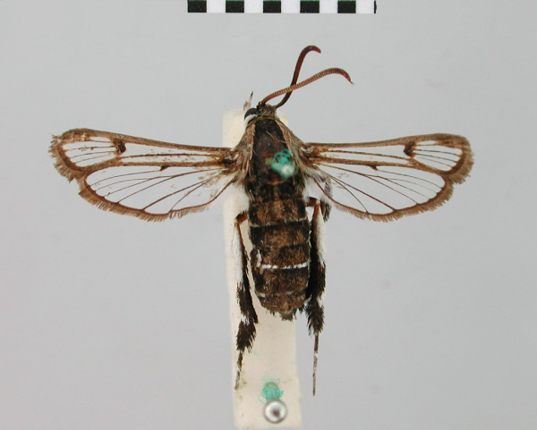 /filer/webapps/moths/media/images/D/dasysceles_Synanthedon_PT_BMNH.jpg