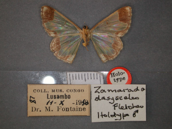 /filer/webapps/moths/media/images/D/dasysceles_Zamarada_HT_RMCA_02.jpg