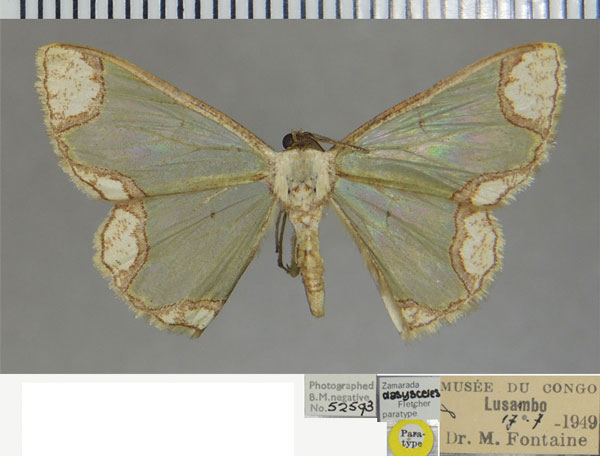 /filer/webapps/moths/media/images/D/dasysceles_Zamarada_PTM_ZSM.jpg