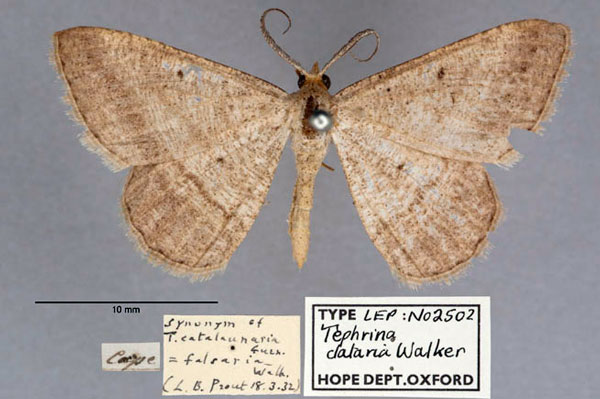 /filer/webapps/moths/media/images/D/dataria_Tephrina_HT_OUMNH_01.jpg