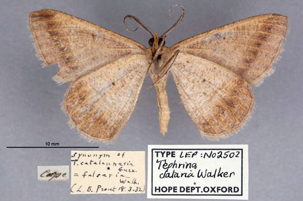 /filer/webapps/moths/media/images/D/dataria_Tephrina_HT_OUMNH_02.jpg