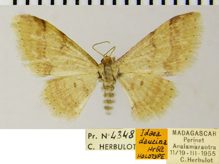 /filer/webapps/moths/media/images/D/daucina_Idaea_HT_ZSMa.jpg