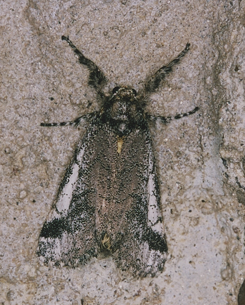 /filer/webapps/moths/media/images/D/daures_Tearosoma_A_Roland_01a.jpg