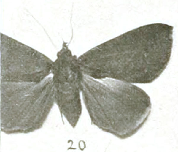 /filer/webapps/moths/media/images/D/david_Minucia_STF_Holland_2-20.jpg