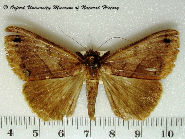 /filer/webapps/moths/media/images/D/david_Stenopis_A_OUMNH.jpg