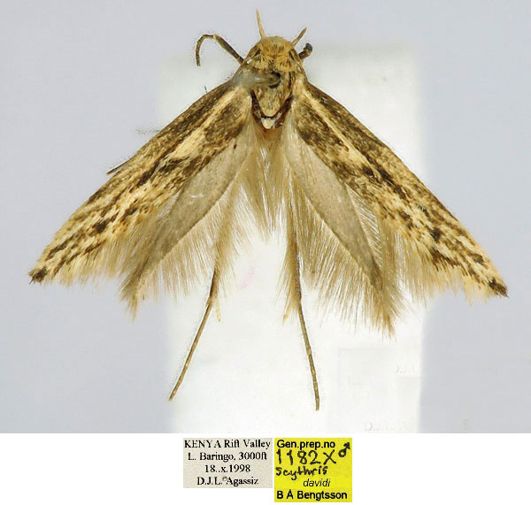 /filer/webapps/moths/media/images/D/davidi_Scythris_HT_BMNH_jjOU7VZ.jpg