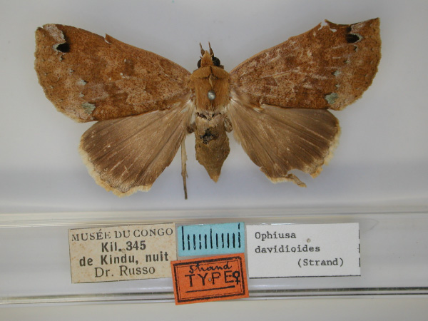 /filer/webapps/moths/media/images/D/davidioides_Ophiusa_HT_RMCA_01.jpg