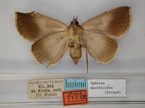 /filer/webapps/moths/media/images/D/davidioides_Ophiusa_HT_RMCA_02.jpg