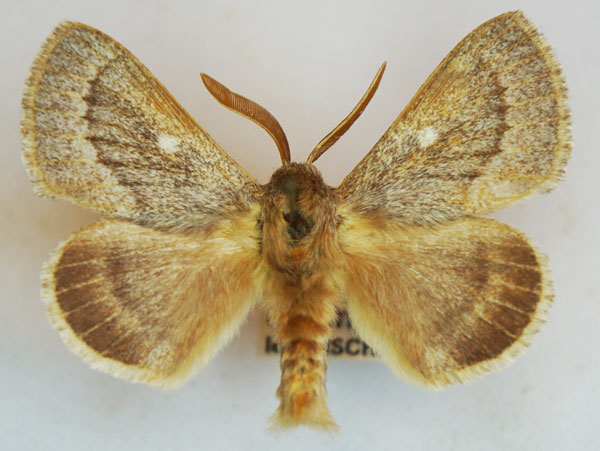 /filer/webapps/moths/media/images/D/davidis_Lasiocampa_AM_Stroehle.jpg