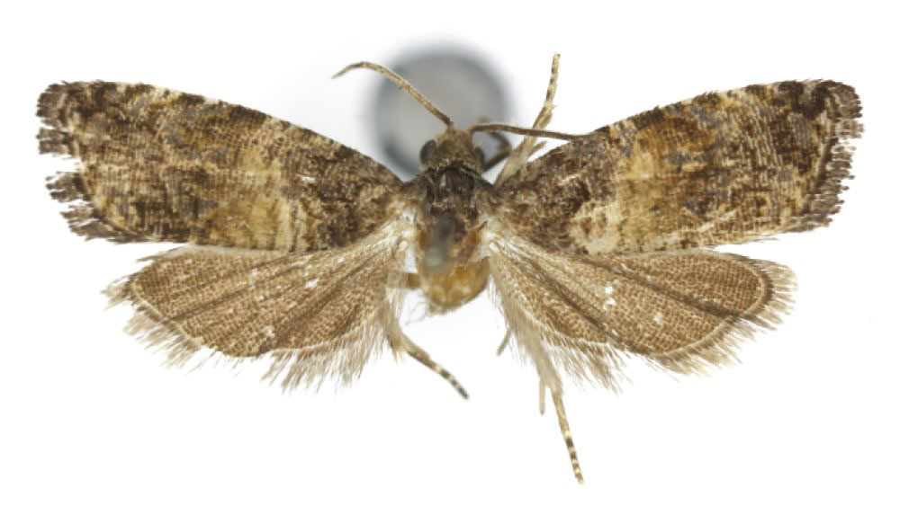 /filer/webapps/moths/media/images/D/davisorum_Taiteccopsis_HT_USNM.jpg