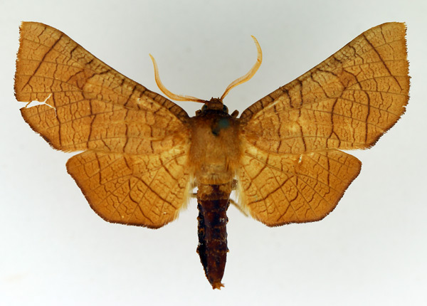 /filer/webapps/moths/media/images/D/dawsoni_Chrysotypus_AF_TMSA.jpg