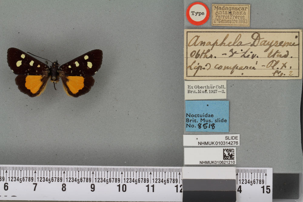 /filer/webapps/moths/media/images/D/dayremi_Anaphela_HT_BMNHa.jpg