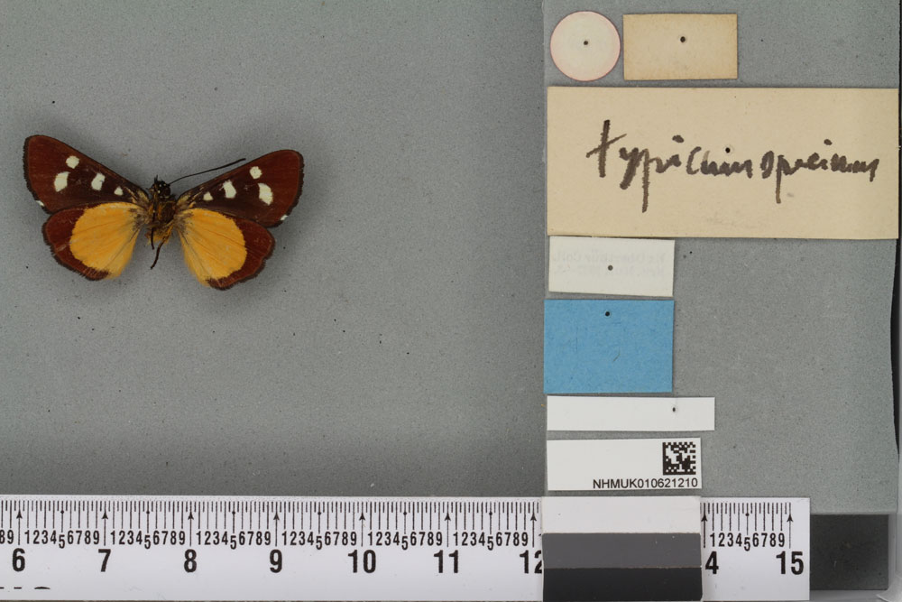/filer/webapps/moths/media/images/D/dayremi_Anaphela_HT_BMNHb.jpg
