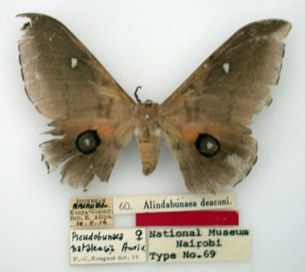 /filer/webapps/moths/media/images/D/deaconi_Alindabunaea_HT_NMK.jpg