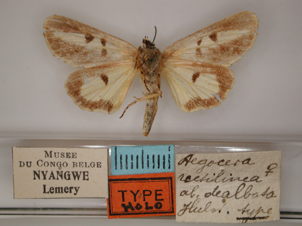 /filer/webapps/moths/media/images/D/dealbata_Aegocera_HT_RMCA_02.jpg