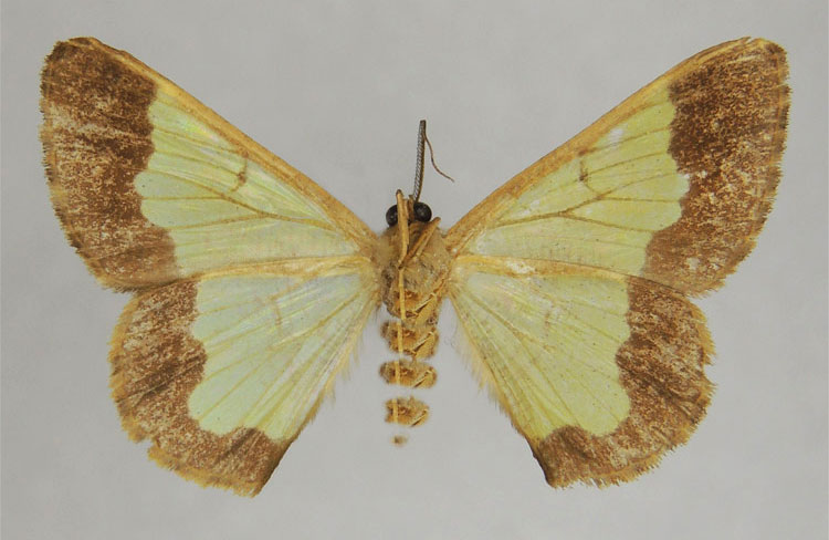 /filer/webapps/moths/media/images/D/dearmata_Zamarada_HT_ZSMb.jpg
