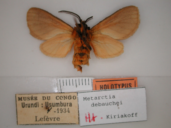 /filer/webapps/moths/media/images/D/debauchei_Metarctia_HT_RMCA_02.jpg