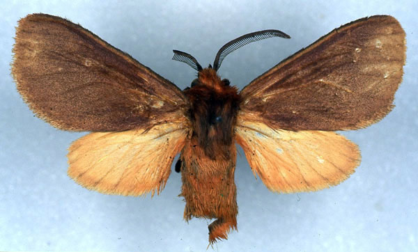 /filer/webapps/moths/media/images/D/debauchei_Metarctia_HT_RMCA_03.jpg