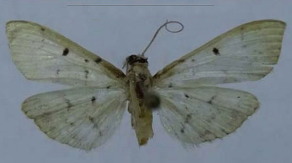 /filer/webapps/moths/media/images/D/debilis_Herpetogramma_HT_ZSM.jpg