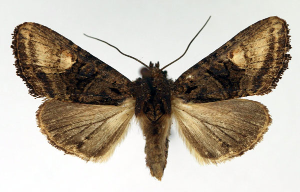 /filer/webapps/moths/media/images/D/debilis_Tracheplexia_AM_Aulombard.jpg