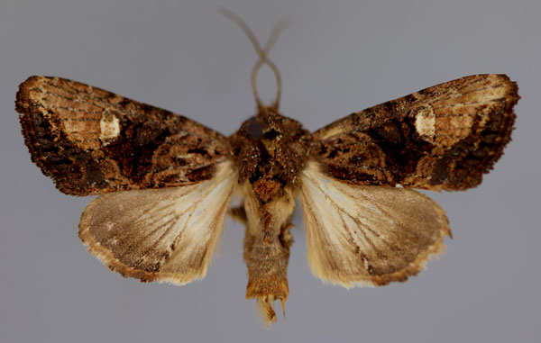 /filer/webapps/moths/media/images/D/debilis_Tracheplexia_A_RMCA_01.jpg